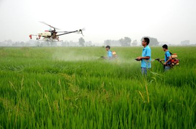 大觀區:科技賦能 夯實糧食安全